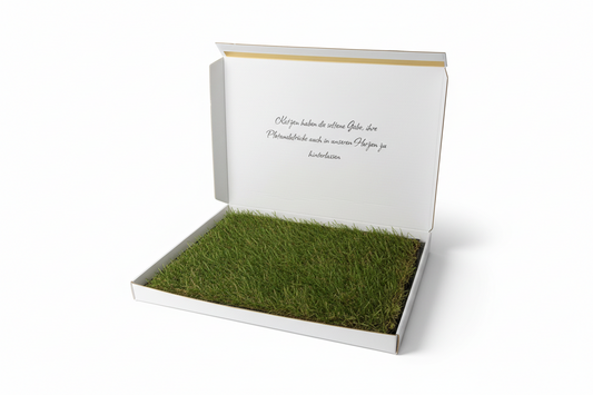 Mieze-Katzengras Weiß