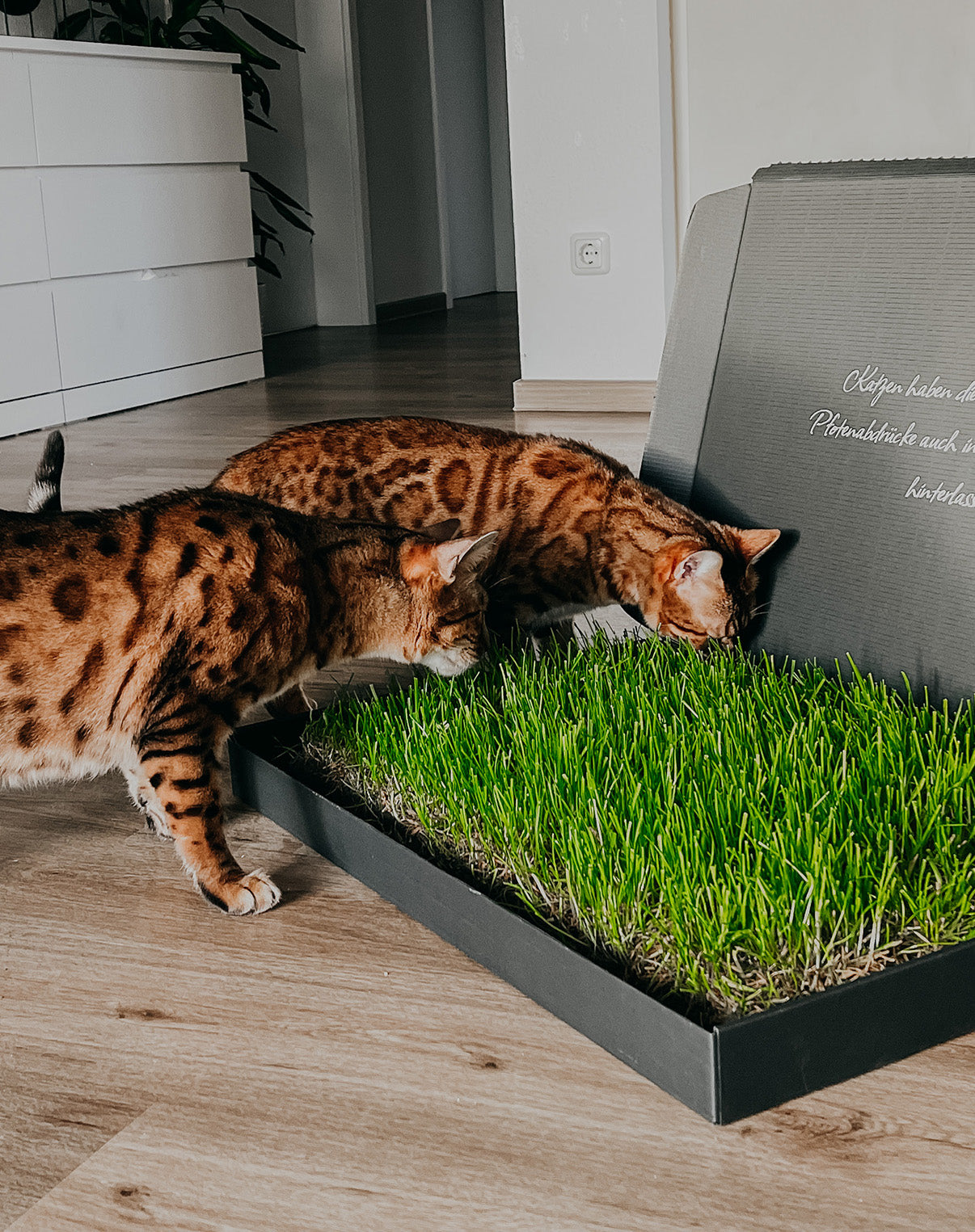 Gesundes Katzengras für deine Katzen von Mieze Tierwelt