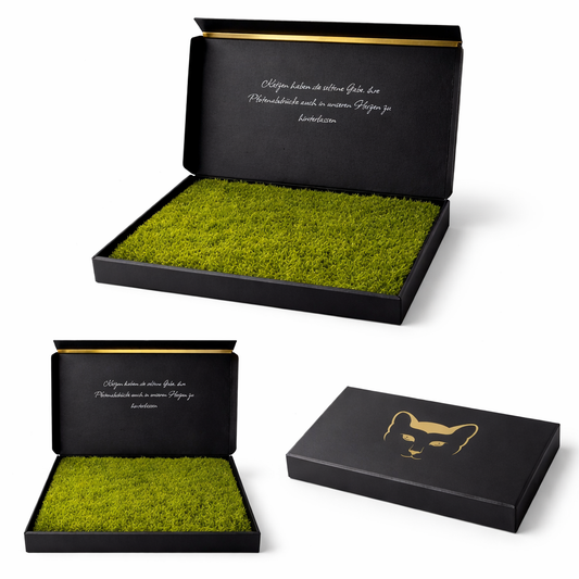 Mieze-Katzengras Schwarz