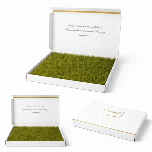 Mieze-Katzengras Weiß