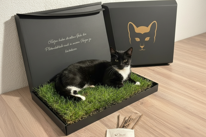 Mieze-Katzengras Schwarz